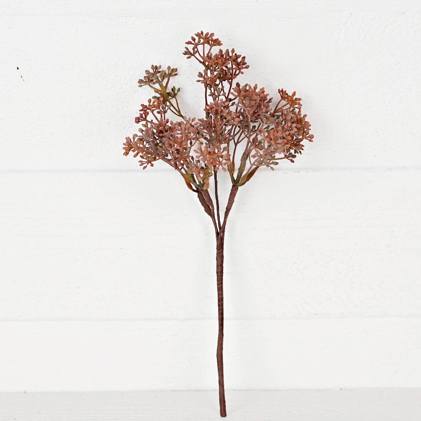 13inL Eucalyptus Seeds Bush